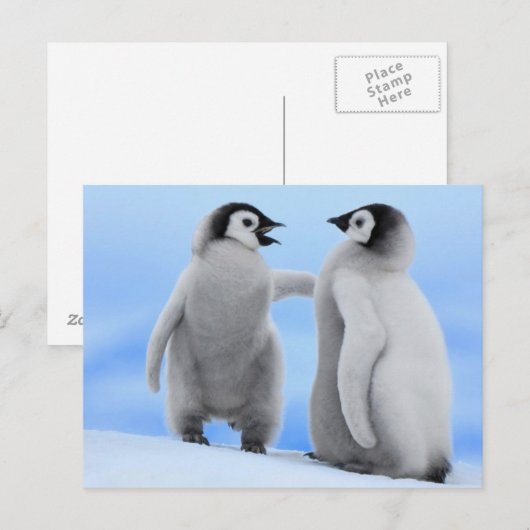 Chatte de pingouins - Carte postale (Devant / Derrière)
