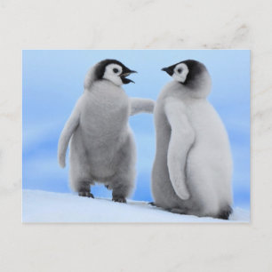 Chatte de pingouins - Carte postale