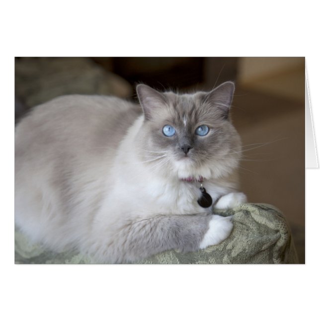 Chatte Ragdoll (Devant horizontal)