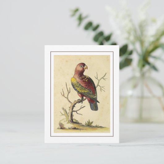 Chattering Lory Parrot Vogel Natuur Briefkaart (Staand voorkant)