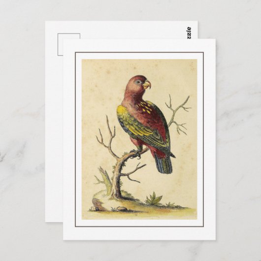 Chattering Lory Parrot Vogel Natuur Briefkaart (Voorkant / Achterkant)