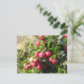 Chaura, Isla Navarino, Chili Briefkaart (Staand voorkant)