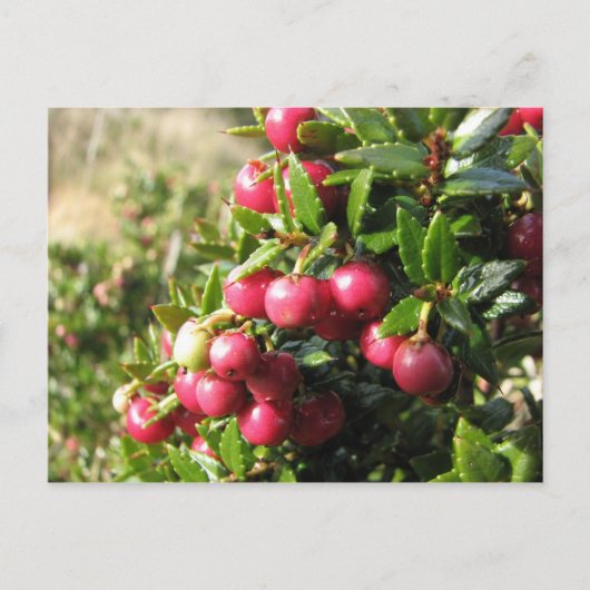 Chaura, Isla Navarino, Chili Briefkaart (Voorkant)