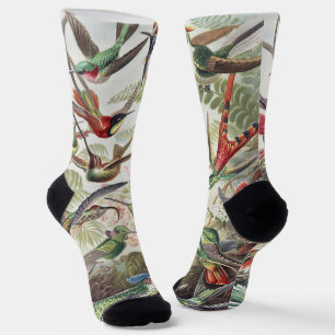 Chaussette Affiche vintage d'Ernst Haeckel représentant des c