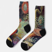 Chaussette Anémone de mer Nature scientifique Océan (Gauche)