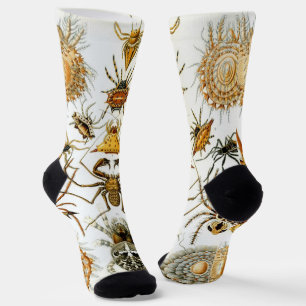 Chaussette Araignées ou arachnides vintage par Ernst Haeckel