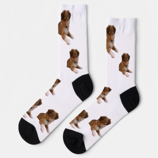 Chaussette Chiots Sheltie (Gauche)