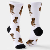 Chaussette Chiots Sheltie (Angulaire)