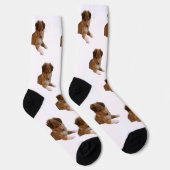 Chaussette Chiots Sheltie (Droite)