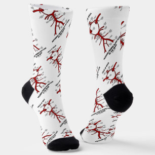 Chaussette Circle of Willis Providing Proper Blood Flow
