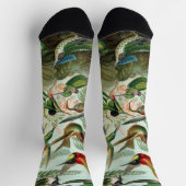 Chaussette Colibris par Ernst Haeckel, Oiseaux Vintages (Haut)
