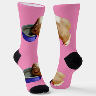 Chaussette Deux Chiens De Guinée Brown Et Blancs Qui Boivent,