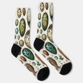 Chaussette Divers types d'Oeuf Illustration scientifique (Droite)