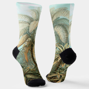 Chaussette Filicinae par Ernst Haeckel, Plantes de fougères v