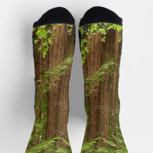 Chaussette Les séquoias au monument national de Muir Woods