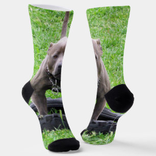 Chaussette Mâle adulte Staffordshire Terrier prêt à jouer,