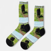 Chaussette Maman Et Bébés Galloway Cow, Chaussettes D'Équipag (Gauche)