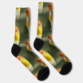 Chaussette Parrot caïque à ventre blanc mou (Droite)