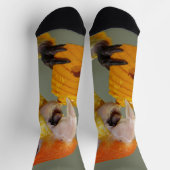 Chaussette Perroquet caïque à ventre blanc avec jouet à bloc  (Haut)