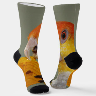 Chaussette Perroquet caïque à ventre blanc avec jouet à bloc