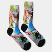 Chaussette Steller's Jay - Photographie originale (Droite)