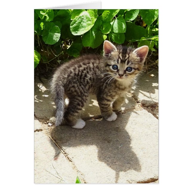 Chaussettes (Devant)