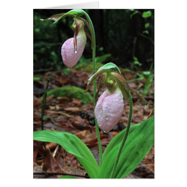 Chaussures pour dames (Devant)