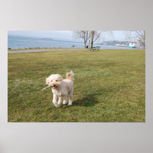 chaz1 poster (Voorkant)