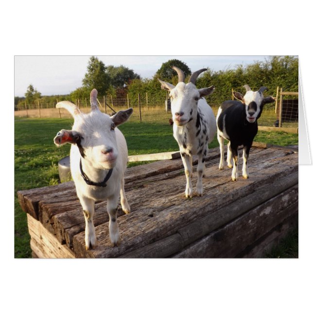 Cheeky Goats Card (Voorkant Horizontaal)