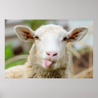 Cheeky grappige schaap die tong uitsteekt poster