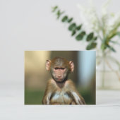Cheeky Monkey - Cute Baby Baboon Briefkaarten (Staand voorkant)
