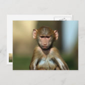 Cheeky Monkey - Cute Baby Baboon Briefkaarten (Voorkant / Achterkant)