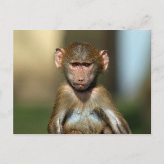 Cheeky Monkey - Cute Baby Baboon Cartes postales (Devant)