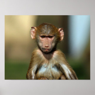 Cheeky Monkey - Cute Baby Baboon Poster / Imprimer