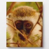 Cheeky Monkey. Fotoplaat (Voorkant)