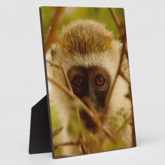 Cheeky Monkey. Fotoplaat (Zijkant)