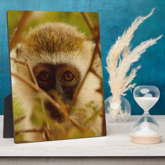 Cheeky Monkey. Fotoplaat (Zijkant)