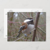 Cheep, la carte postale de poulet (Devant / Derrière)