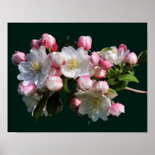 Cheerful Spring Crabapple Flower Blossom Poster