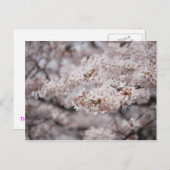 Cheery Blossom Briefkaart (Voorkant / Achterkant)