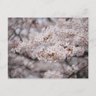 Cheery Blossom Briefkaart