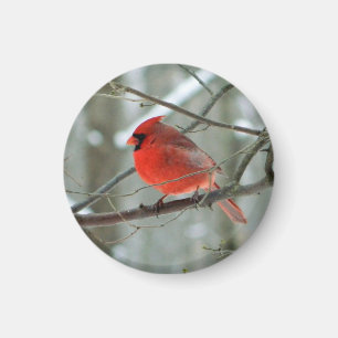 Cheery Red Kardinaal Magnet Magneet