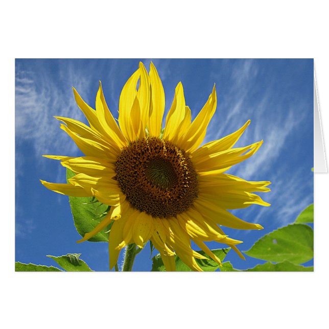 Cheery Sunflower (Voorkant Horizontaal)