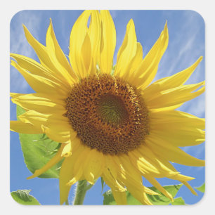 Cheery Sunflower op Sky Vierkante Sticker