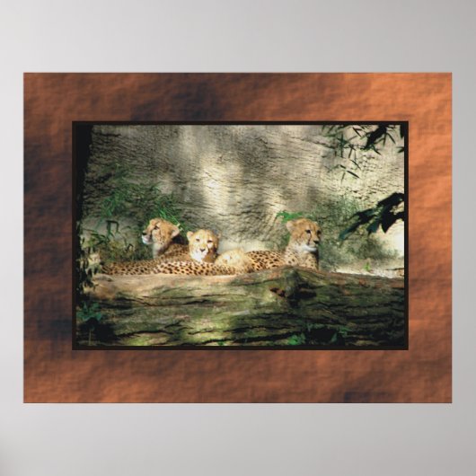 Cheeta Poster (Voorkant)