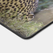 Cheetah (Coin)