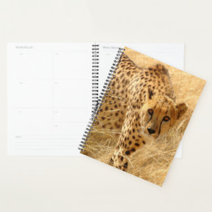 Cheetah
