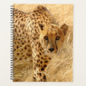 Cheetah (Devant)