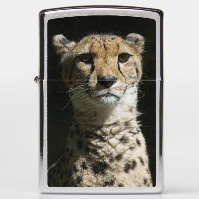 Cheetah (Voorkant)