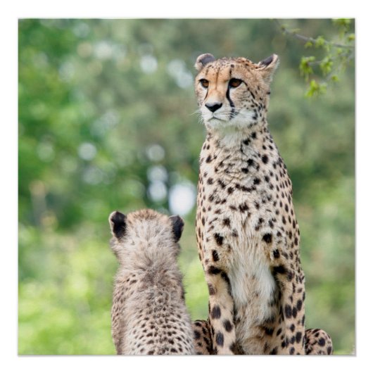 Cheetah 004 perfect poster (Voorkant)